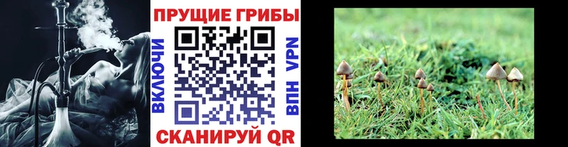 Псилоцибиновые грибы Psilocybe  Купить закладки  Калининец 
